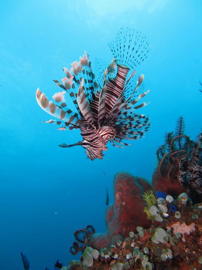 Jukung Dive Resort Bali Amed Zewnętrze zdjęcie