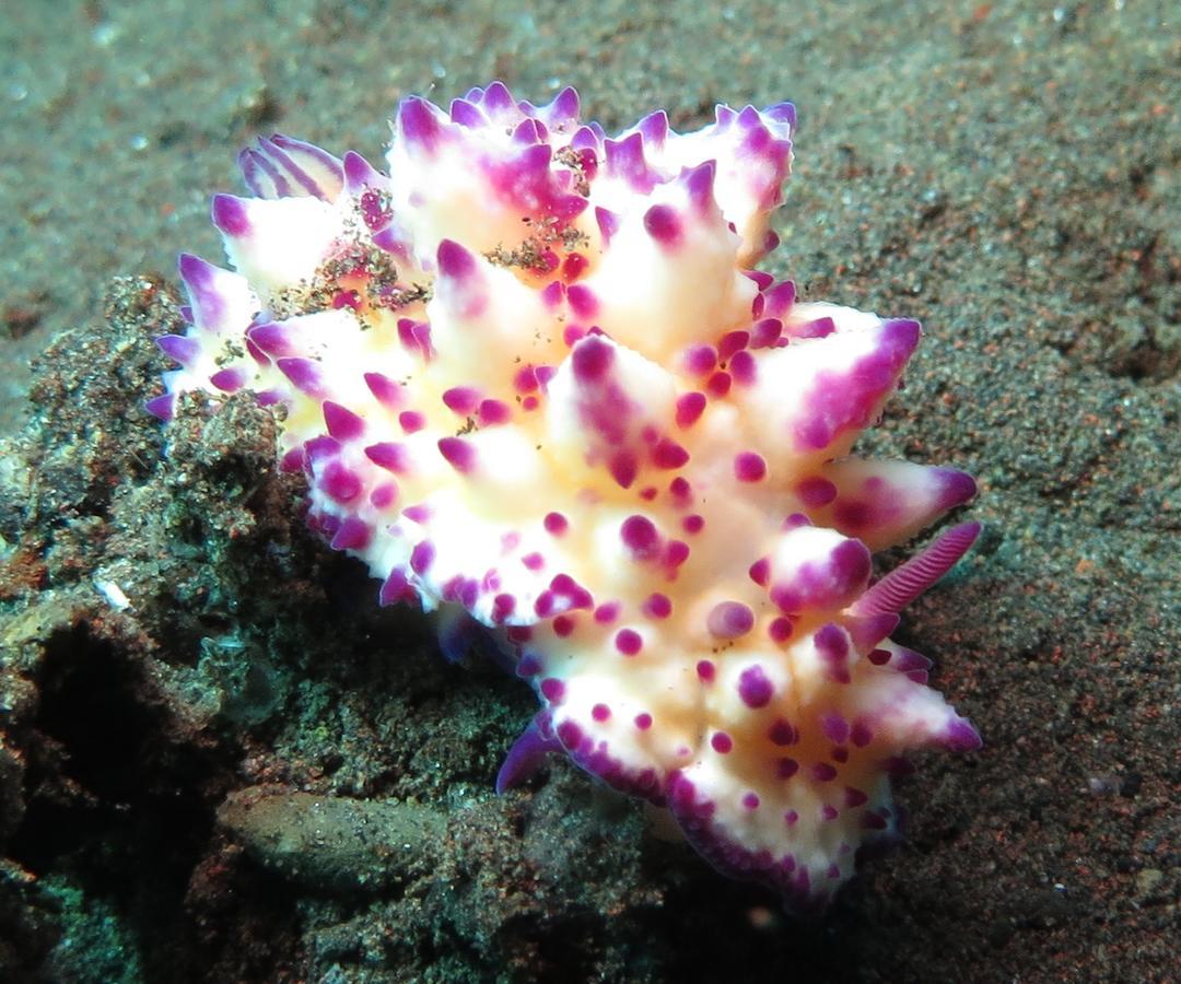 Jukung Dive Resort Bali Amed Zewnętrze zdjęcie