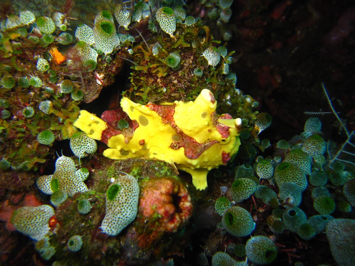 Jukung Dive Resort Bali Amed Zewnętrze zdjęcie