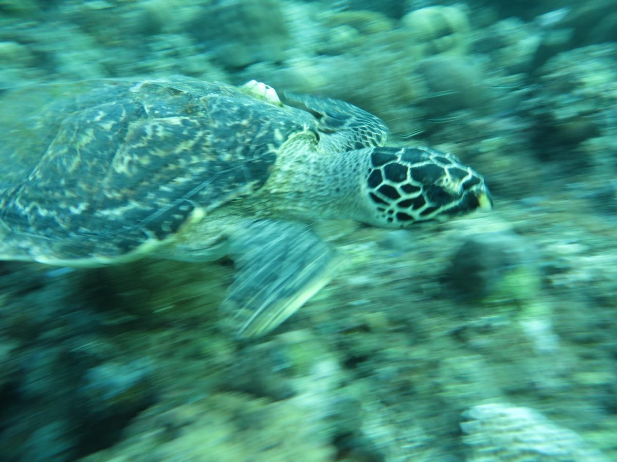 Jukung Dive Resort Bali Amed Zewnętrze zdjęcie