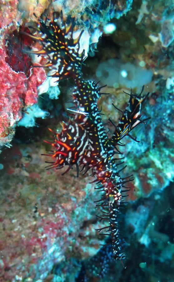 Jukung Dive Resort Bali Amed Zewnętrze zdjęcie